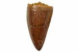 Serrated, Fossil Crocodylomorph (Araripesuchus) Tooth - Morocco #249460-1